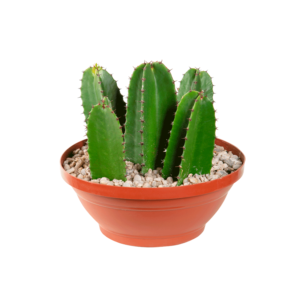 Cacto Mandacaru Variado Cuia 32