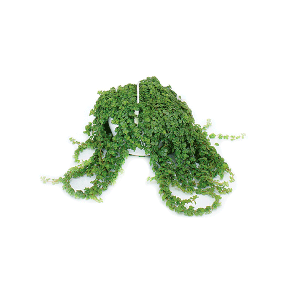 Barba de Moisés - Cabelinho de anjo Cuia 13