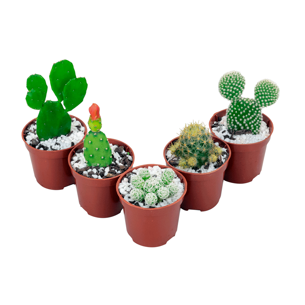 Cacto Mini Suculenta Variado Pote 06