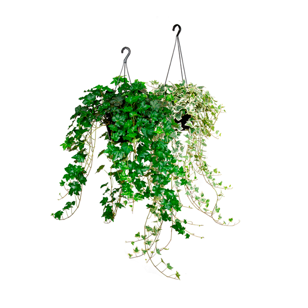 Planta Hedera Natural Variada Cuia 21