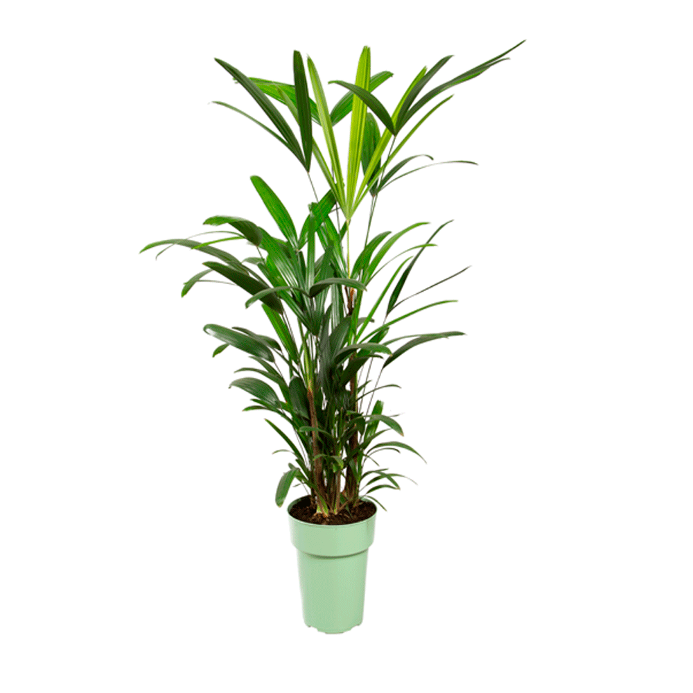 Palmeira Raphis Natural Pote 17