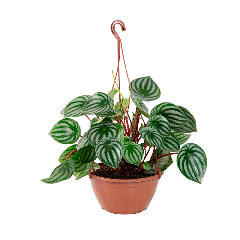 Peperomia Melancia Natural Cuia 21