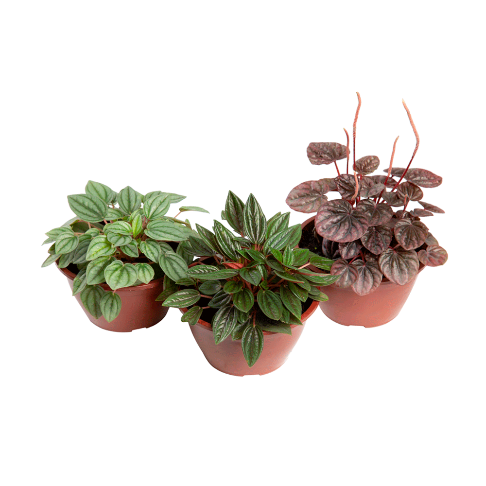 Peperomia Mini Natural Cuia 13
