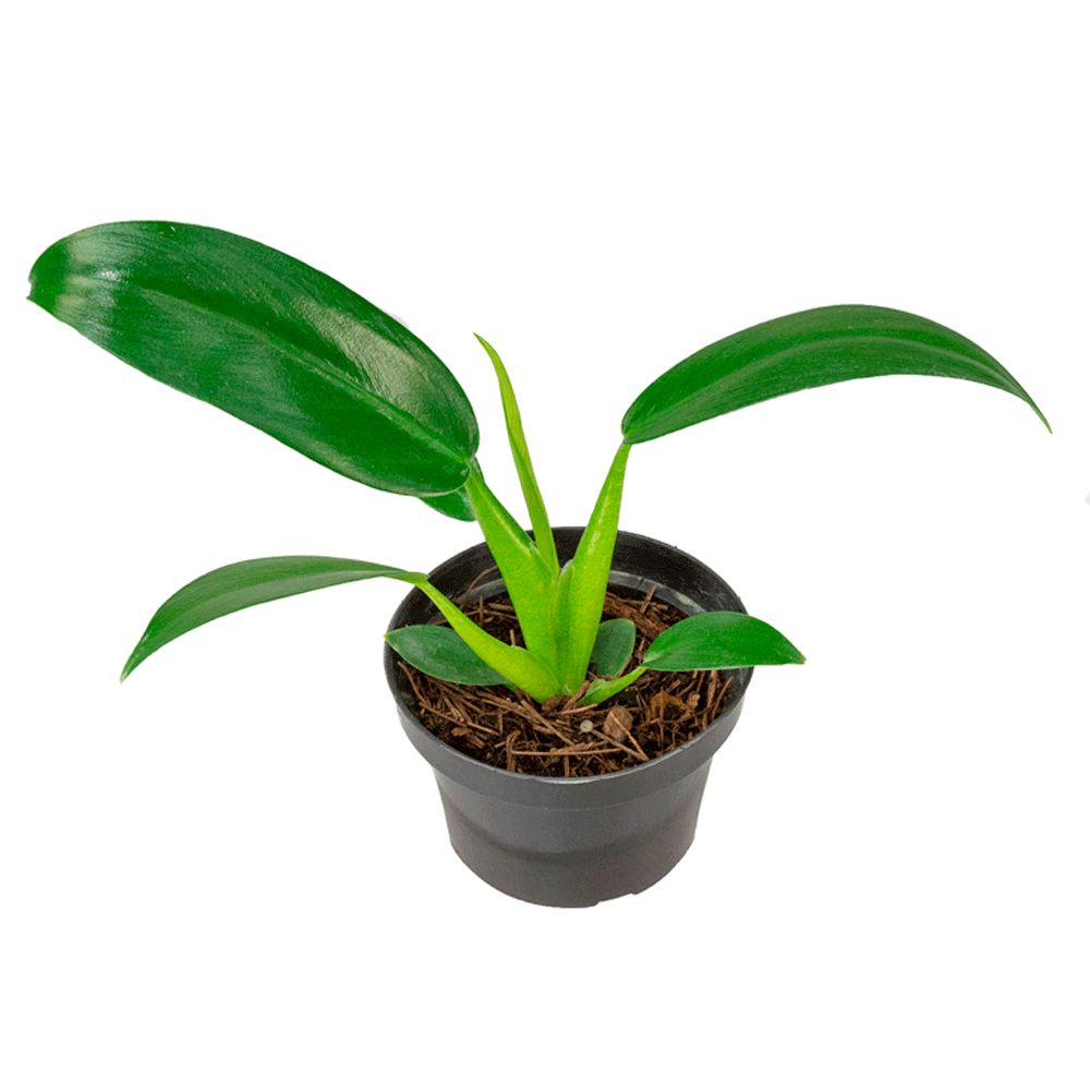 Philodendron Pacová Natural Pote 11