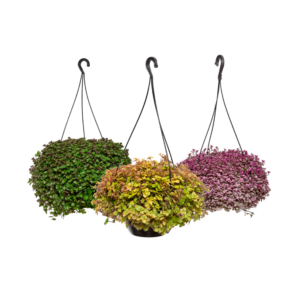 Tostão - Dinheiro em Penca Cuia 21