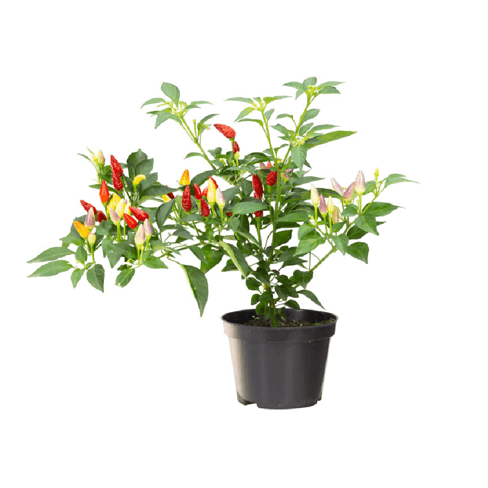 Pimenta Ornamental Variada Pote 11