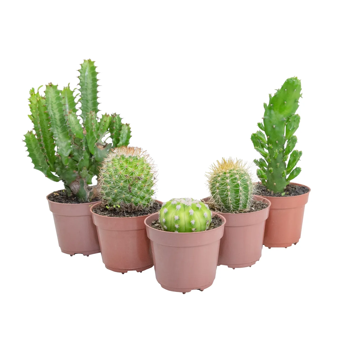 Cacto Mini Suculenta Variado Pote 09