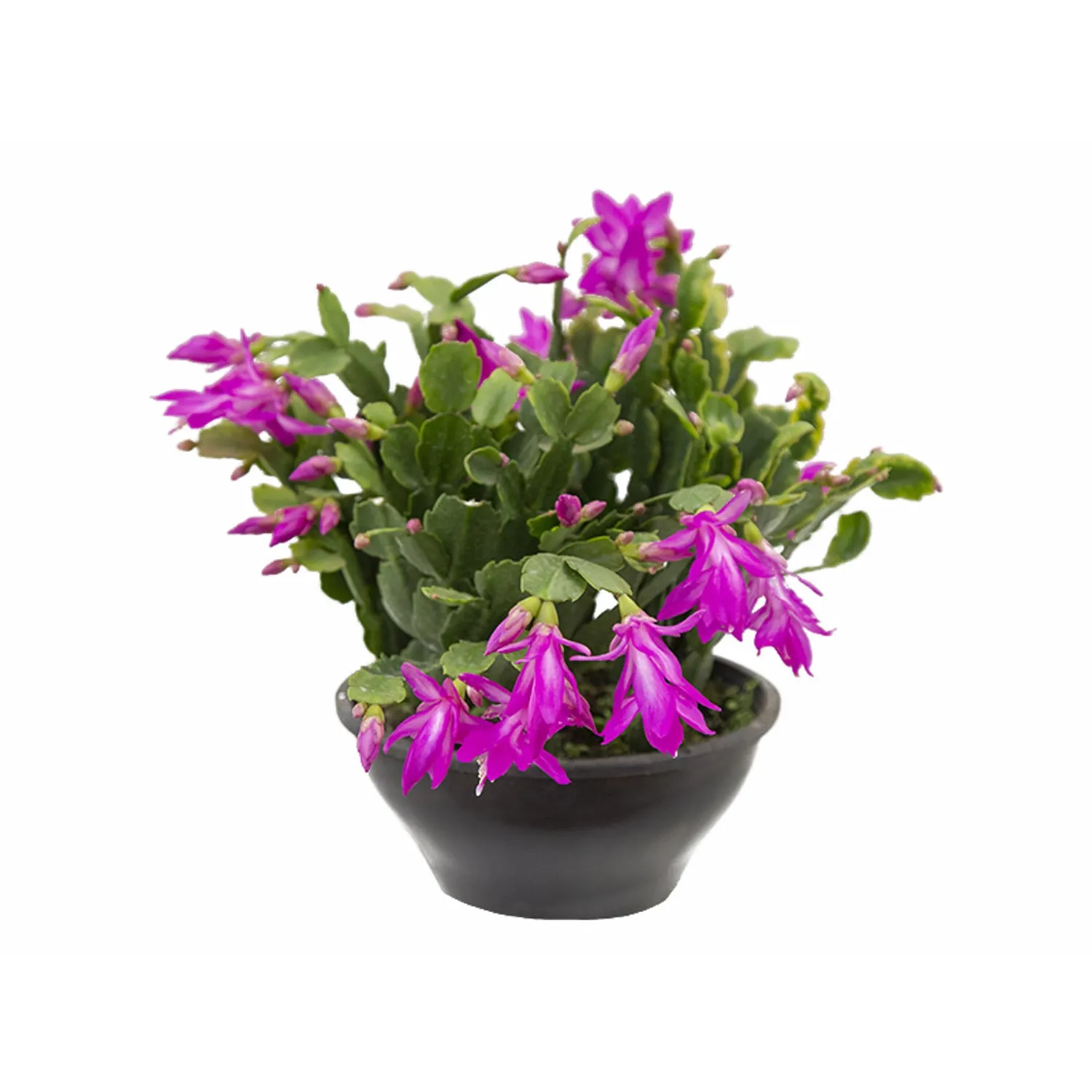 Flor de Maio - Schlumbergera Truncata Cuia 21