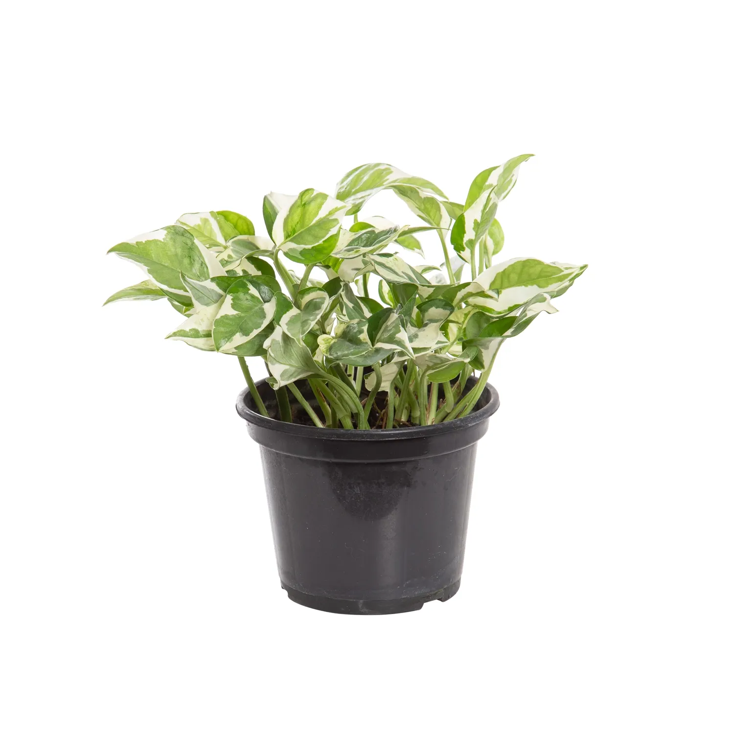 Jibóia Njoy Planta Natural Pote 15