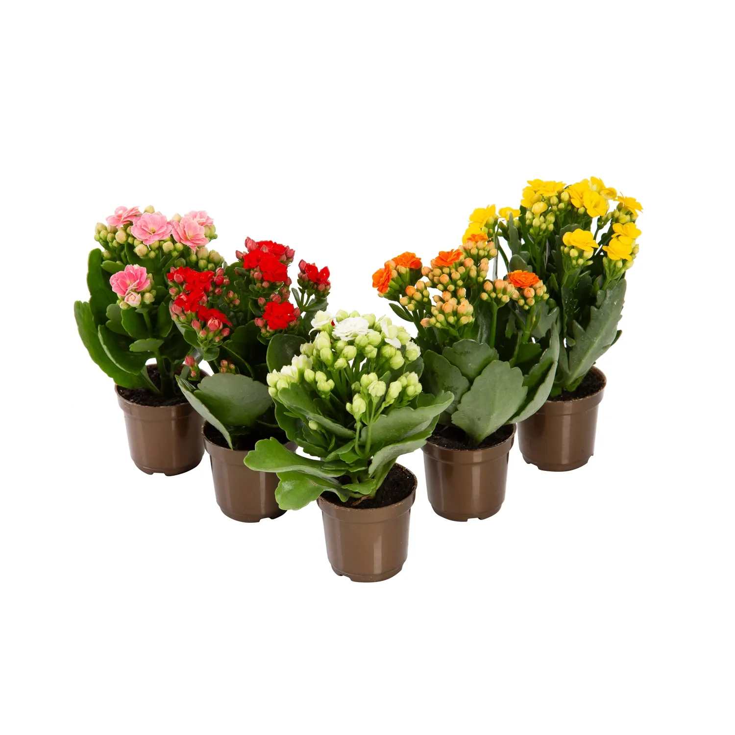 Kalanchoe Dobrado Mini Pote 06