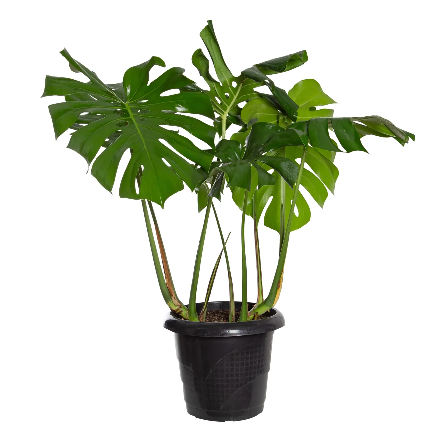 Monstera Deliciosa Costela-de-Adão Pote 30