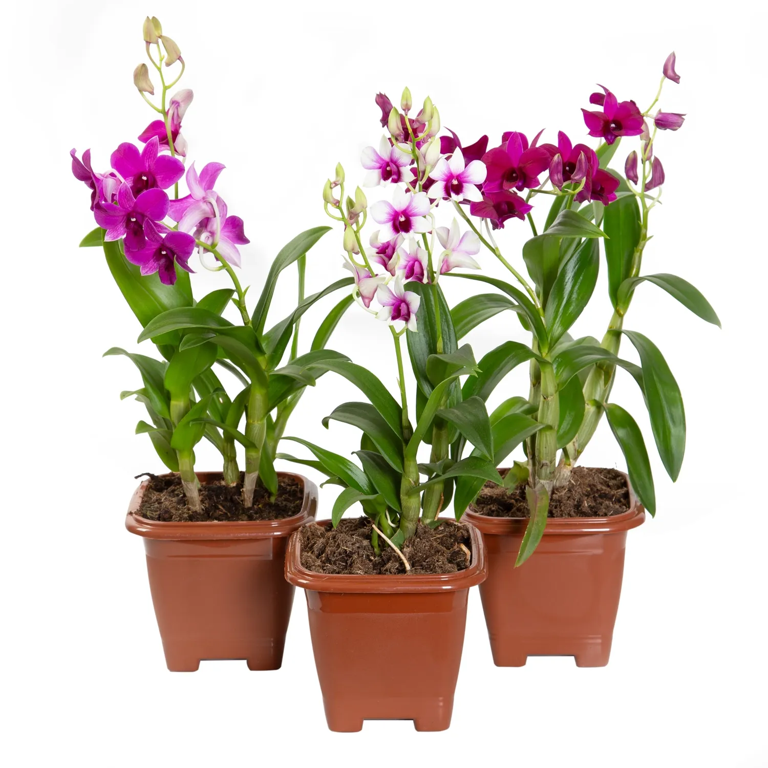 Orquídea Denphalaen Mini Pote 12 Quadrado
