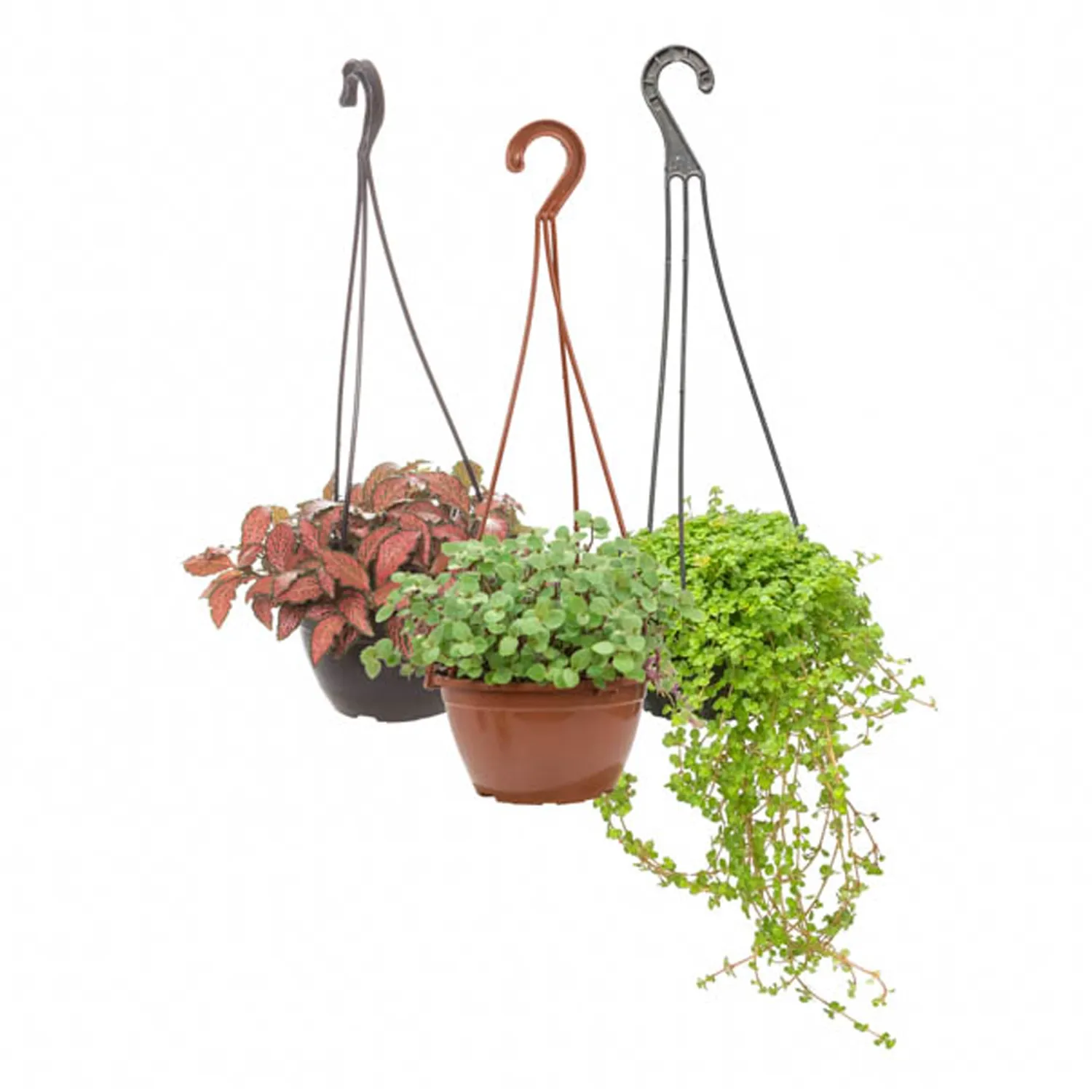 Planta Ornamental Variada Cuia 13