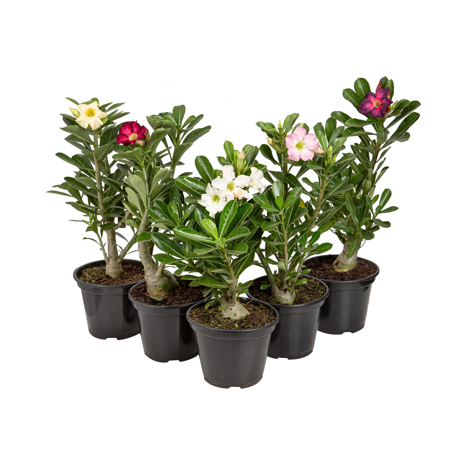 Rosa do Deserto com Flor Pote 15