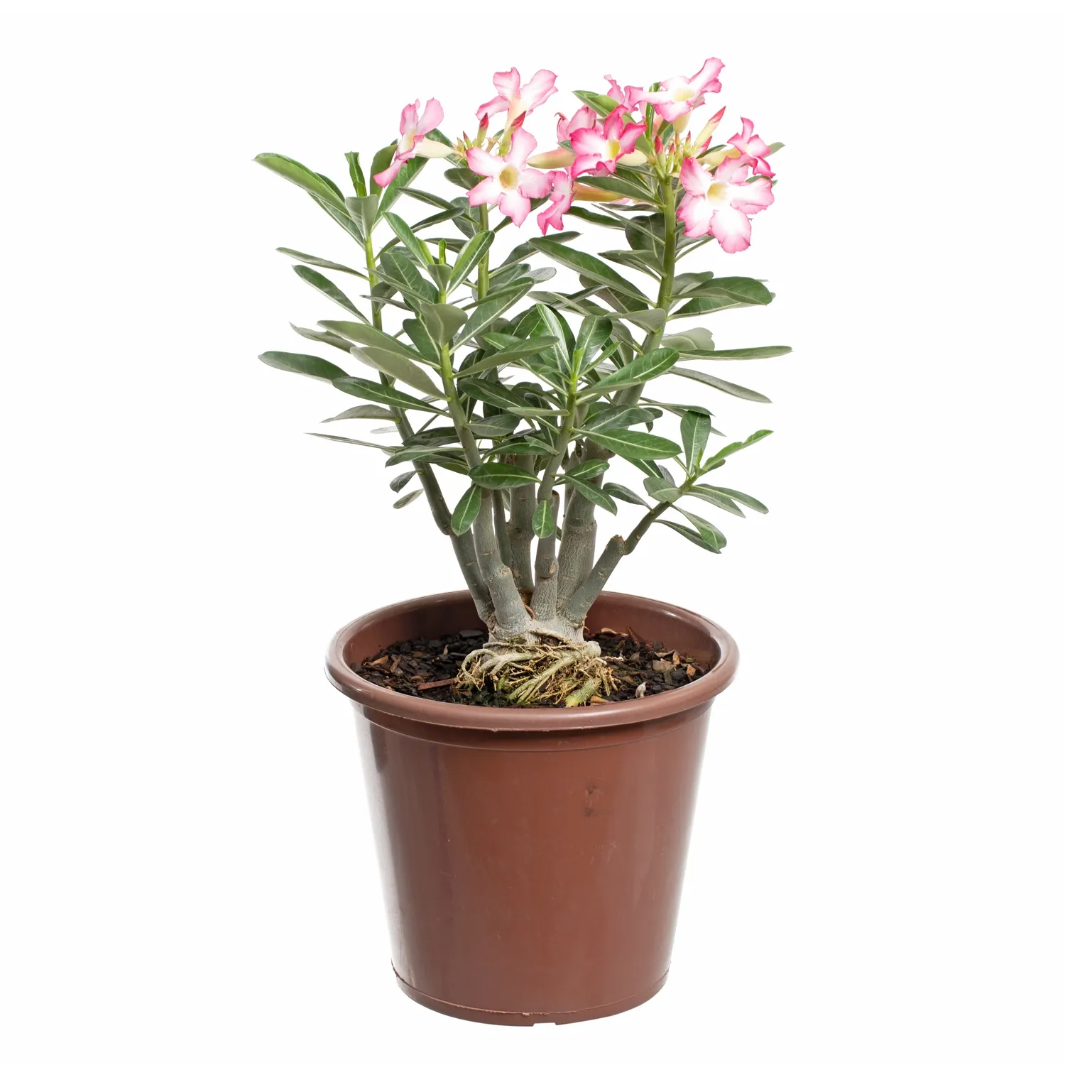 Rosa do Deserto com Flor Pote 30