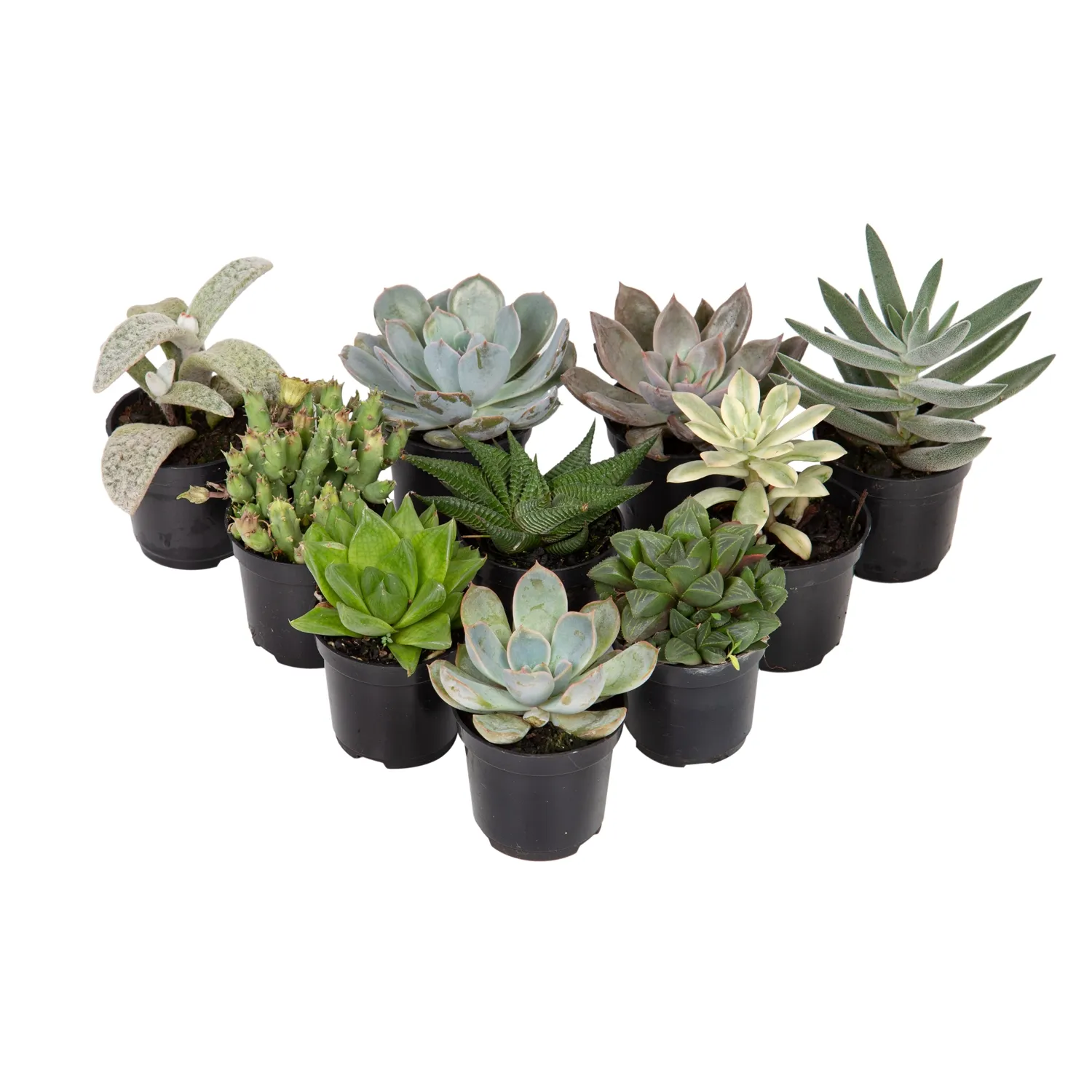 Suculenta Mini Variada Pote 06