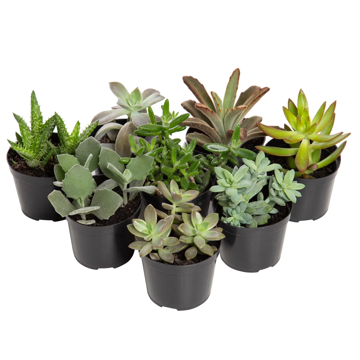 Suculenta Variada Natural Pote 09