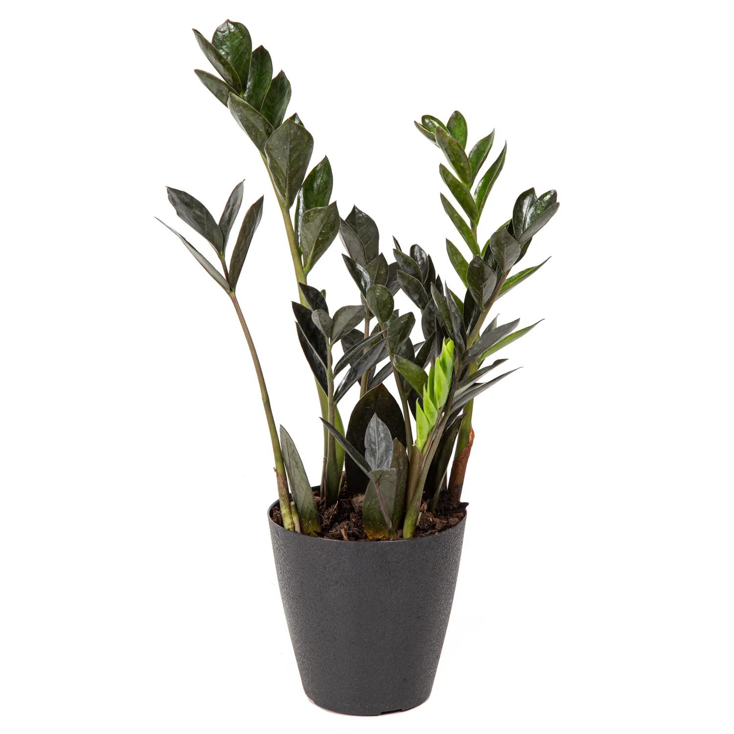 Zamioculca Dark Zamicro Pote 11