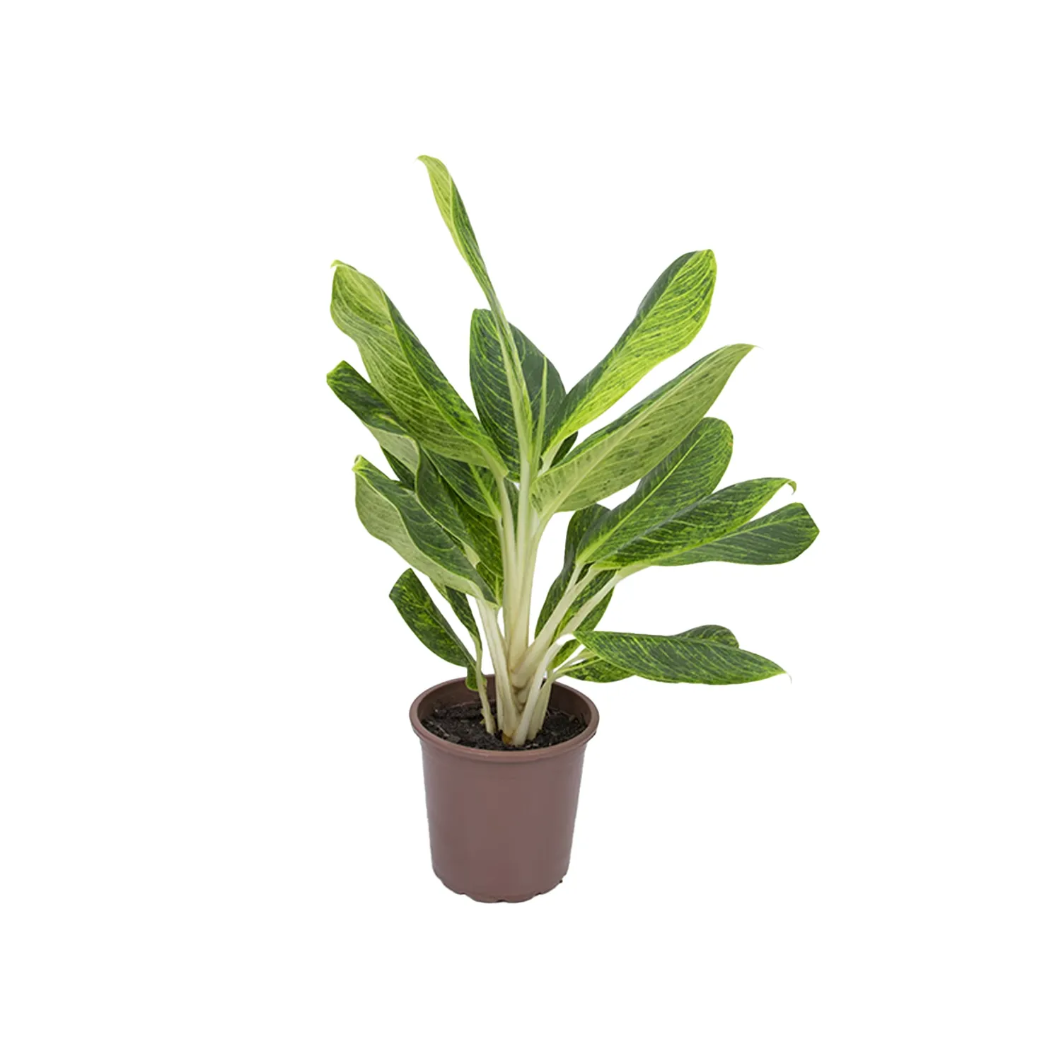 Aglaonema Queen Planta Natural Pote 23