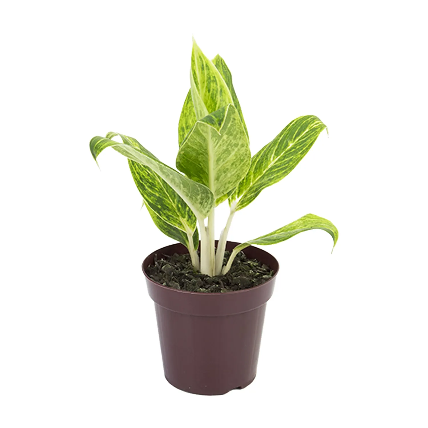Aglaonema Queen Planta Natural Pote 12
