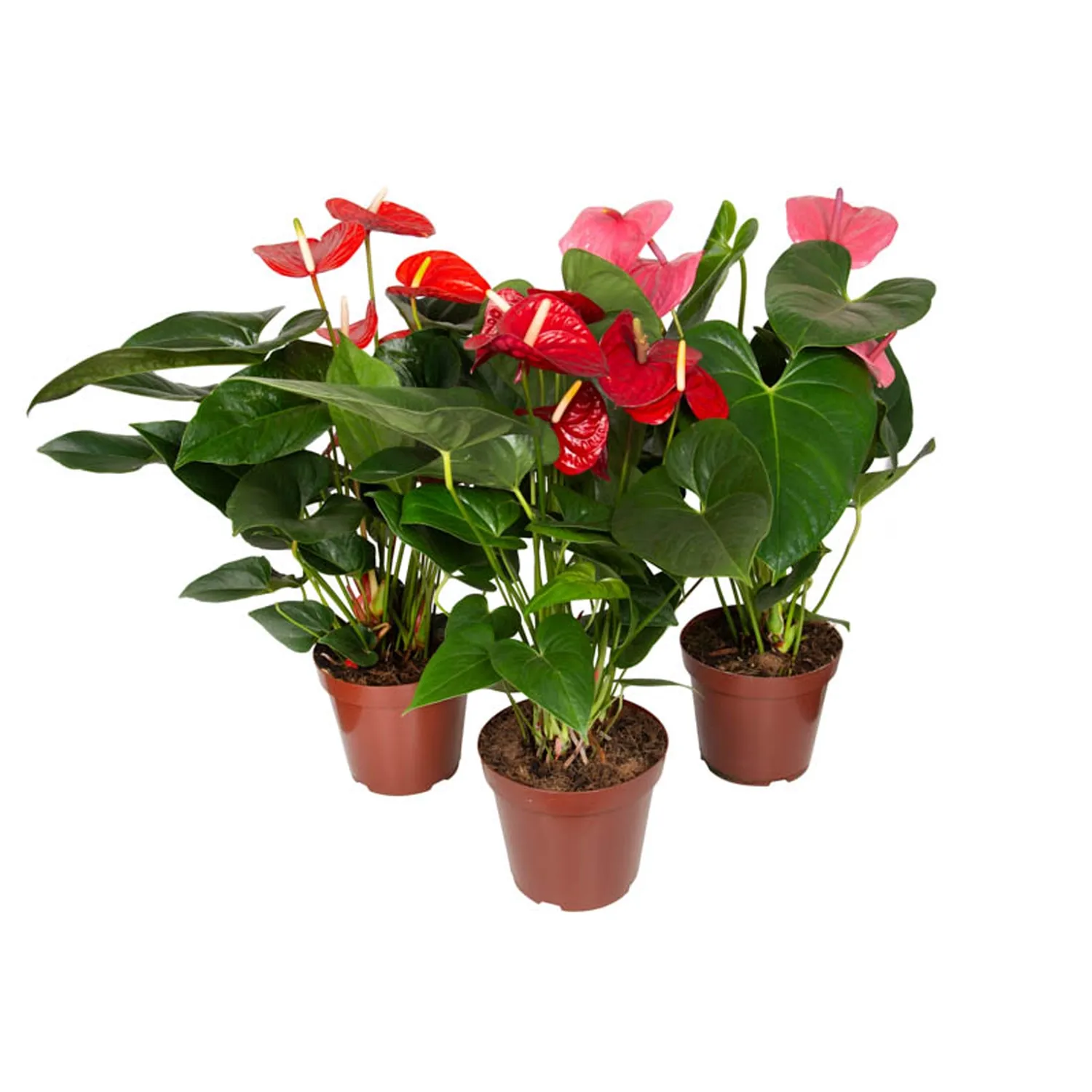 Anthurium Variado Planta Natural Pote 19