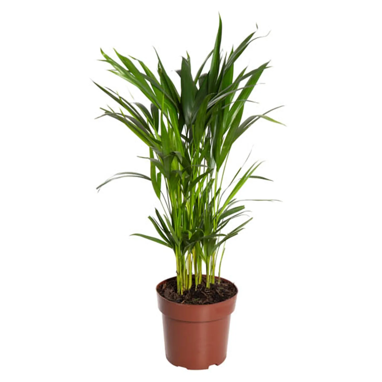 Palmeira Areca Bambu Planta Natural Pote 17
