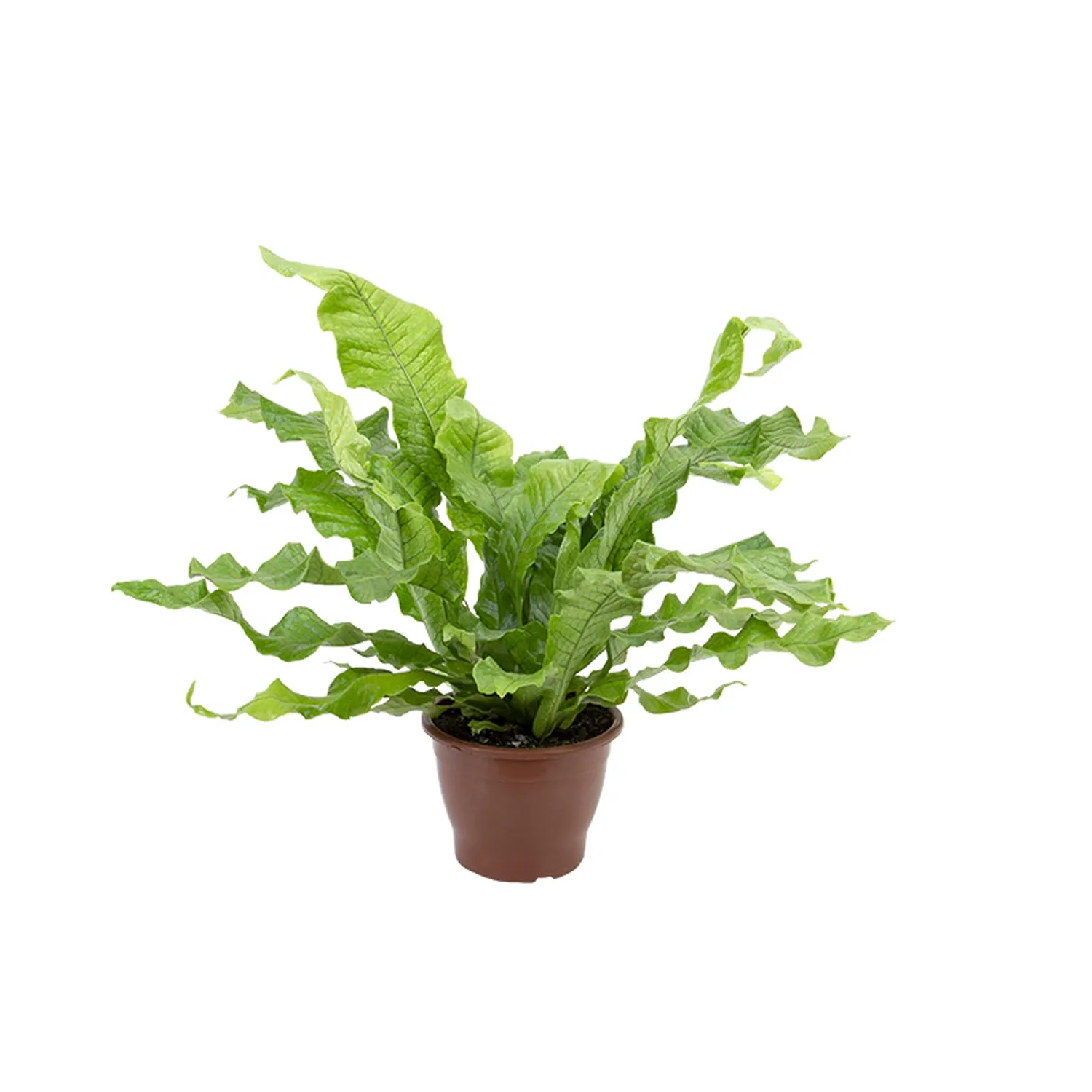 Asplenium Crocodilo Planta Natural Pote 19