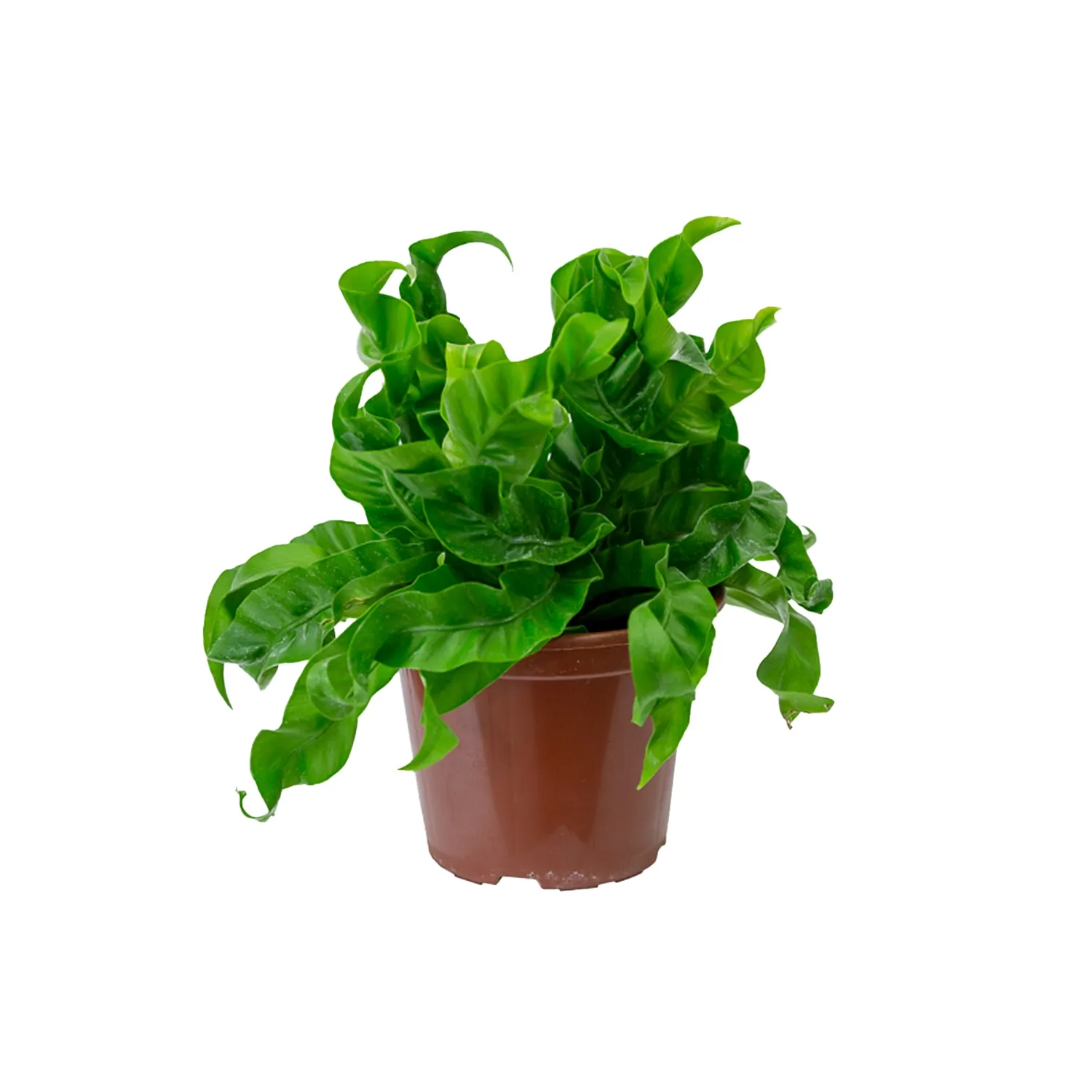 Asplenium Hurricane Planta Natural Pote 15