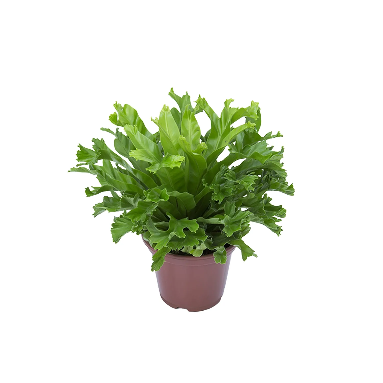 Asplenium Leslie Planta Natural Pote 15