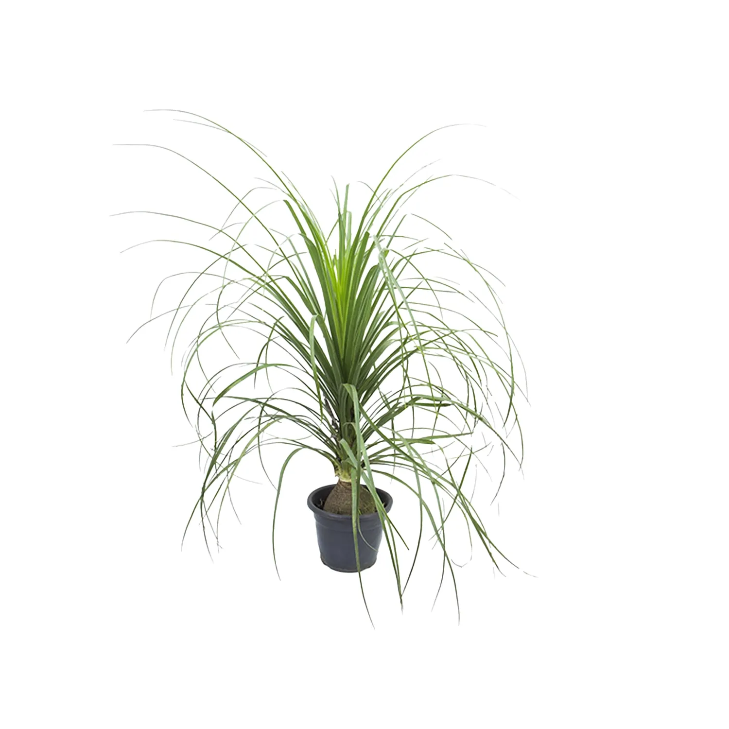 Beaucarnea Planta Natural Pote 24
