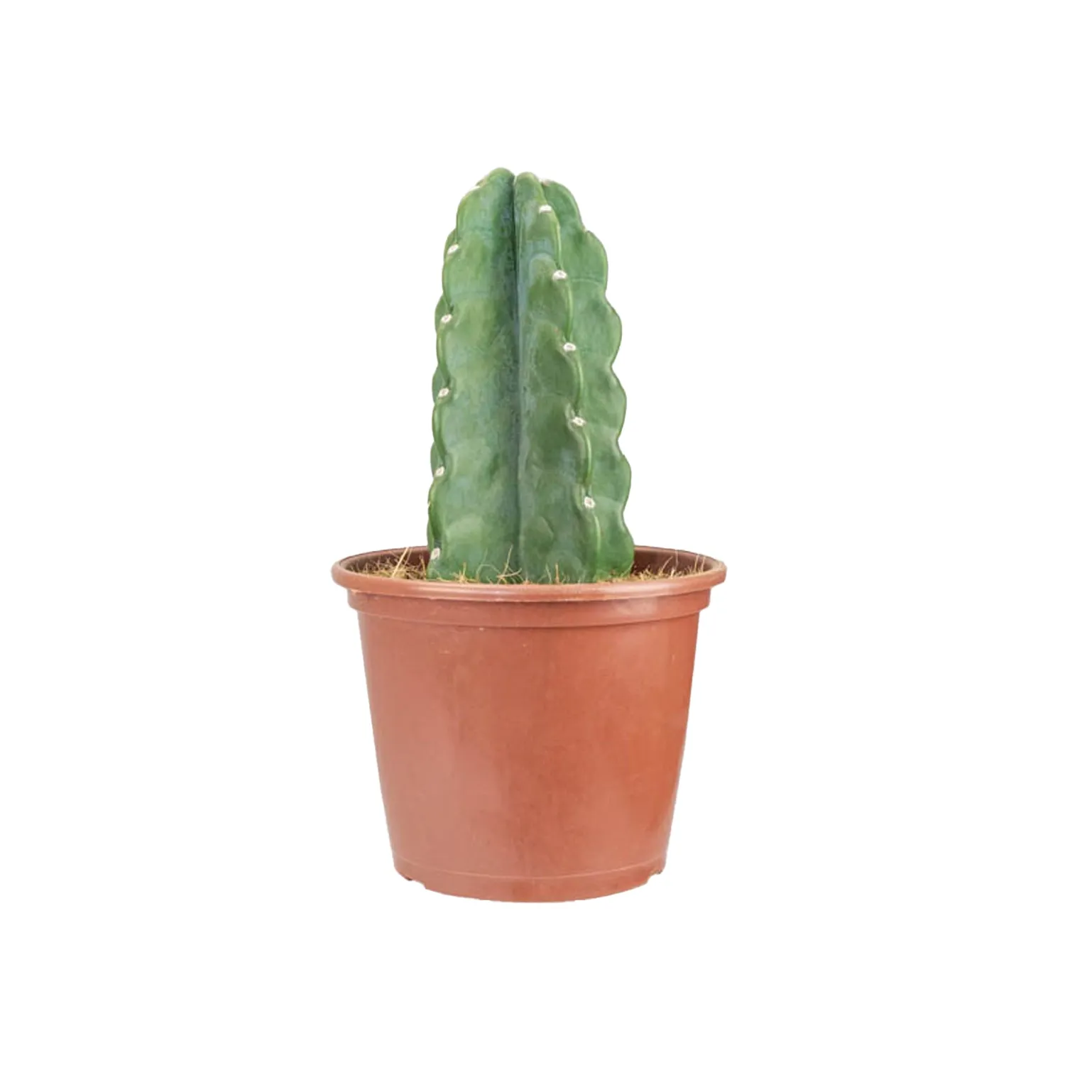 Cacto Mandacaru Sem Espinho Pote 20