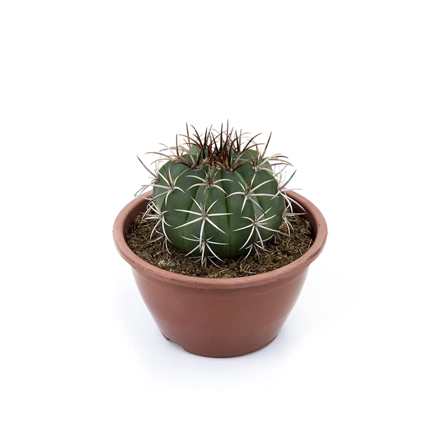 Cacto Coroa De Frade Planta Natural Cuia 13