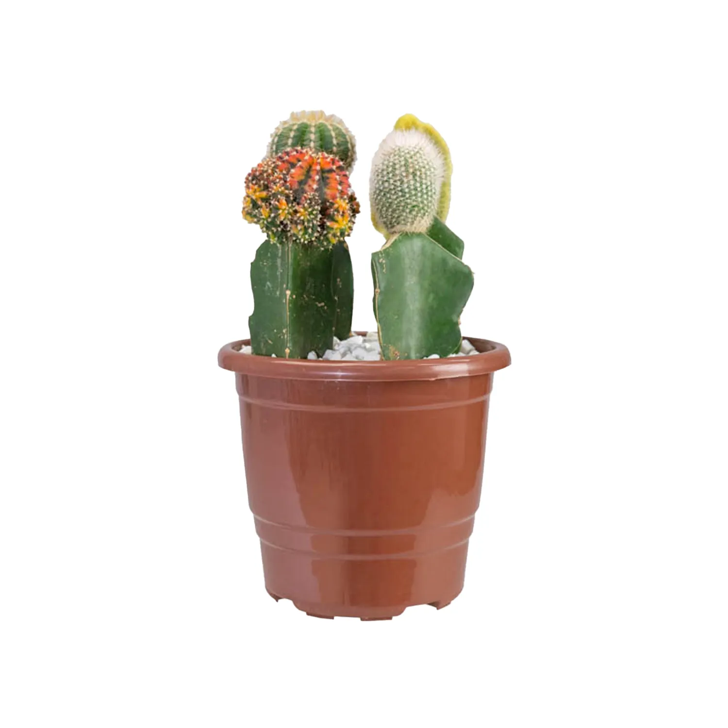 Cacto Enxertado Planta Natural Pote 17