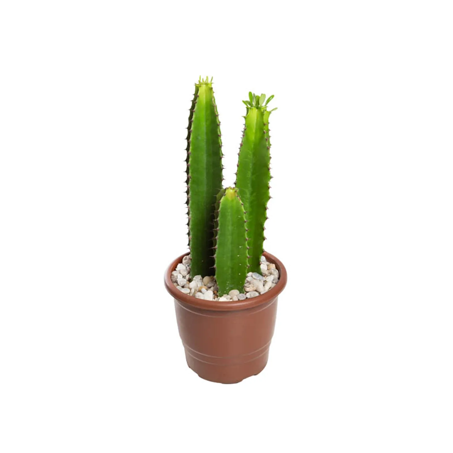 Cacto Euphorbia Mandacaru Pote 17