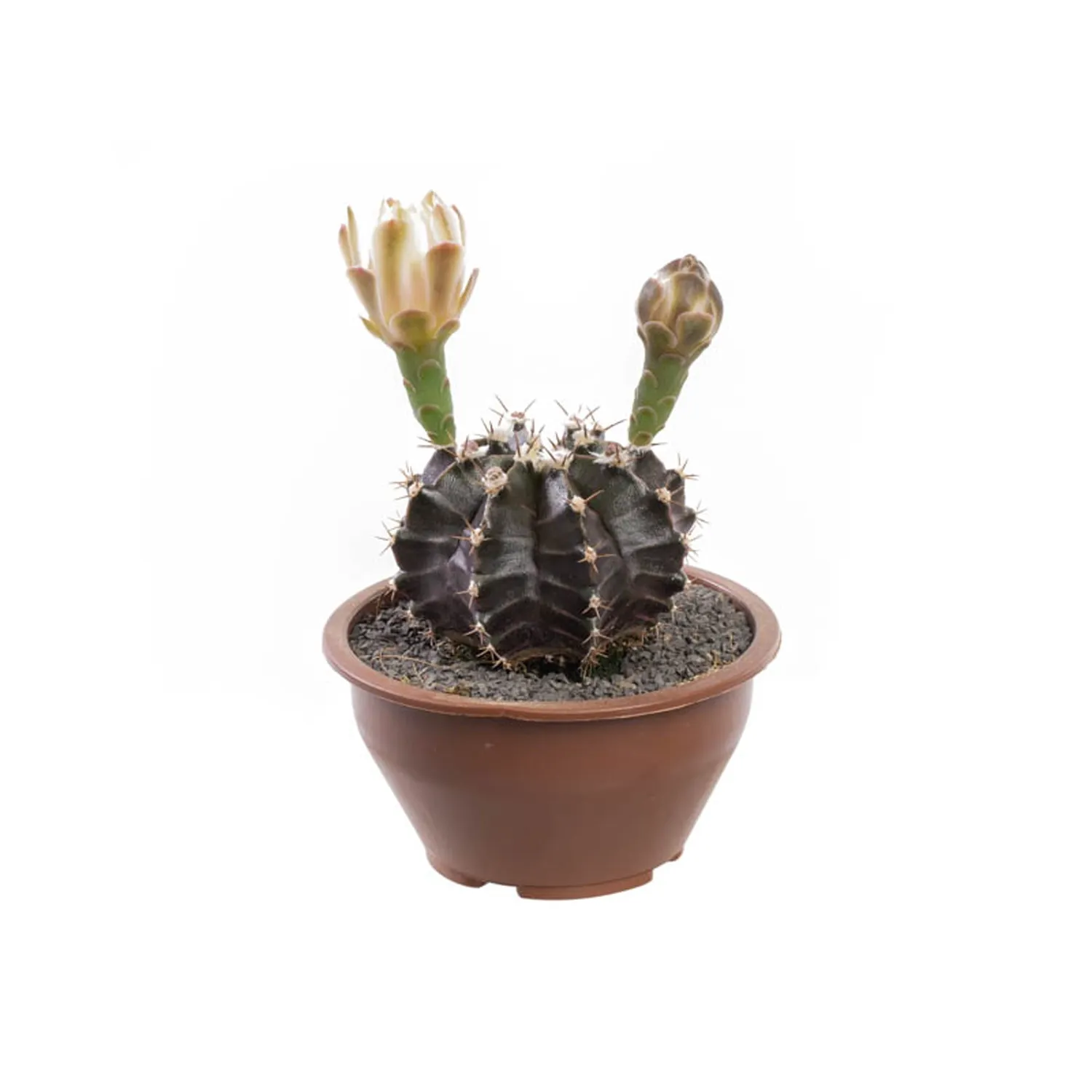 Cacto Gymnocalycium Planta Natural Cuia 08