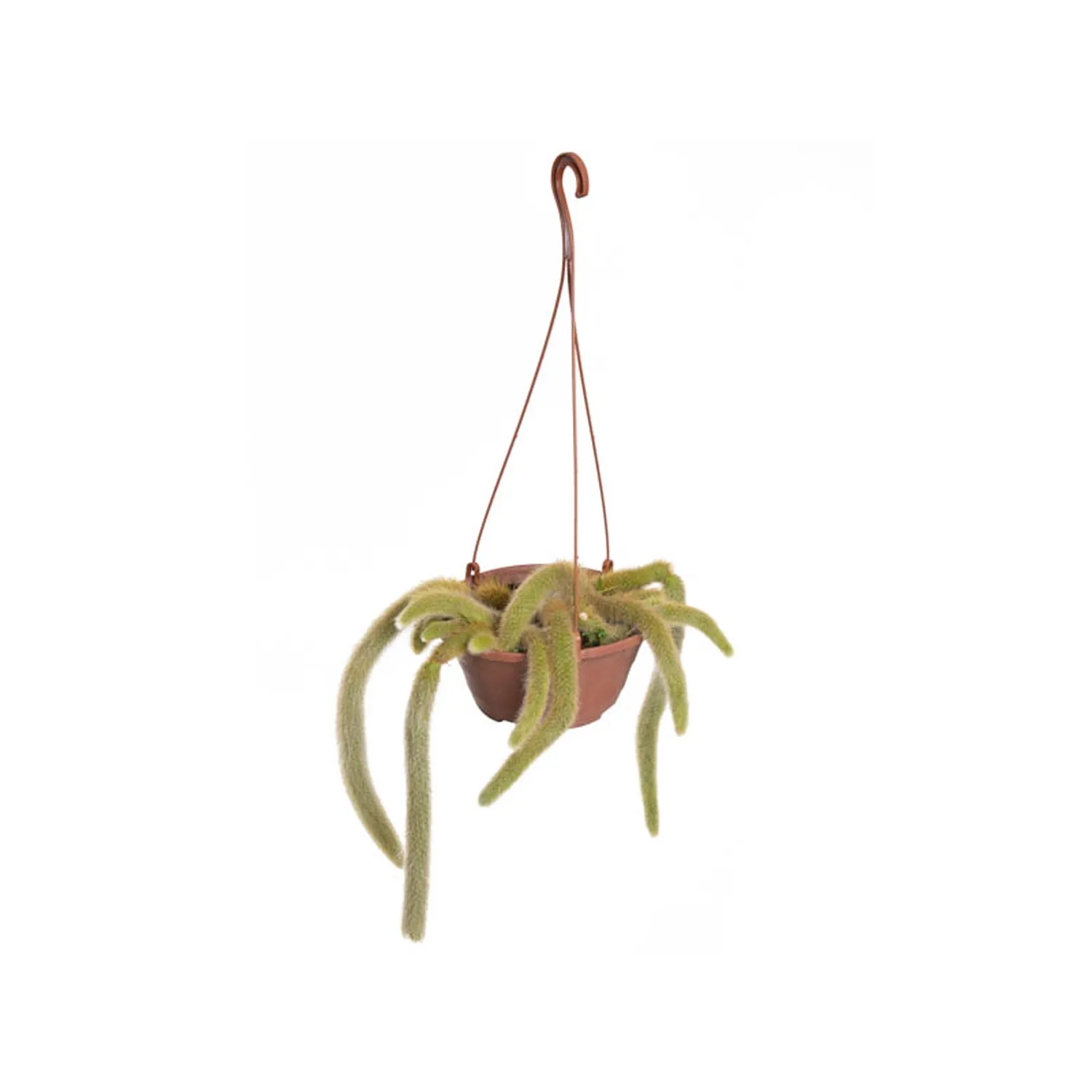 Cacto Rabo De Macaco Planta Natural Cuia 21