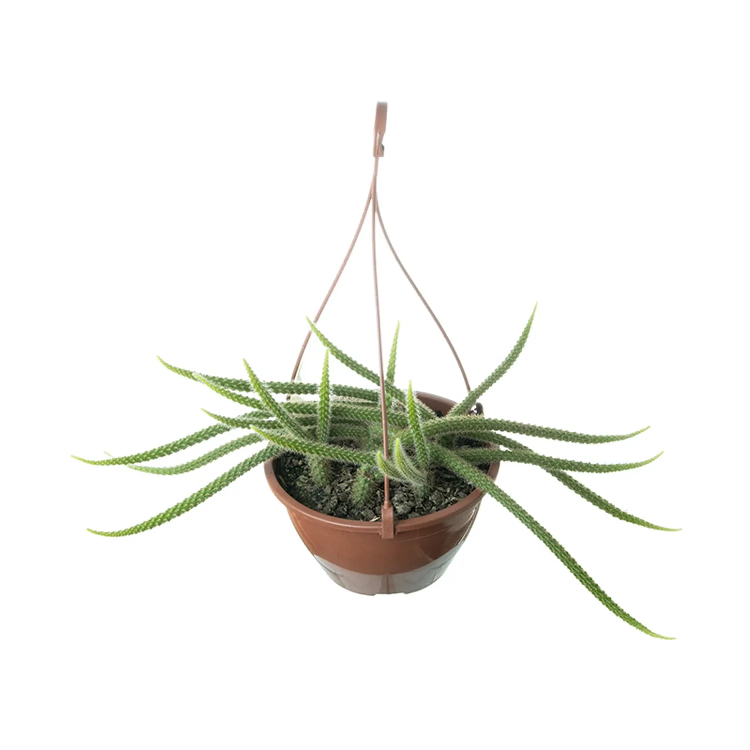 Cacto Rabo De Rato Planta Natural Cuia 18