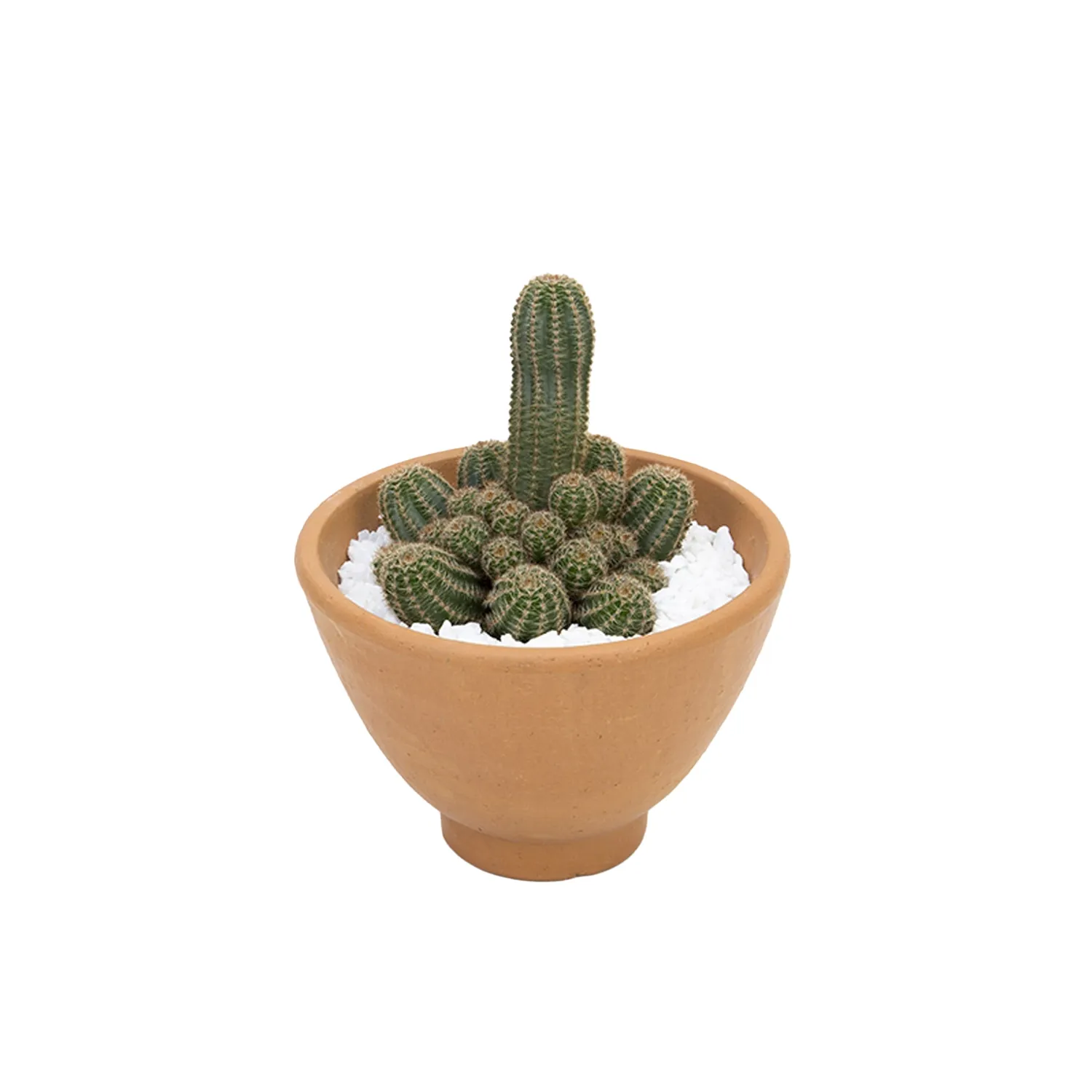 Cactus Raiz Própria VB Cuia 18