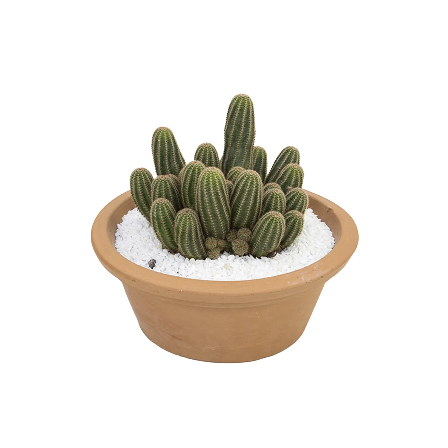 Cactus Raiz Própria VB Cuia 32