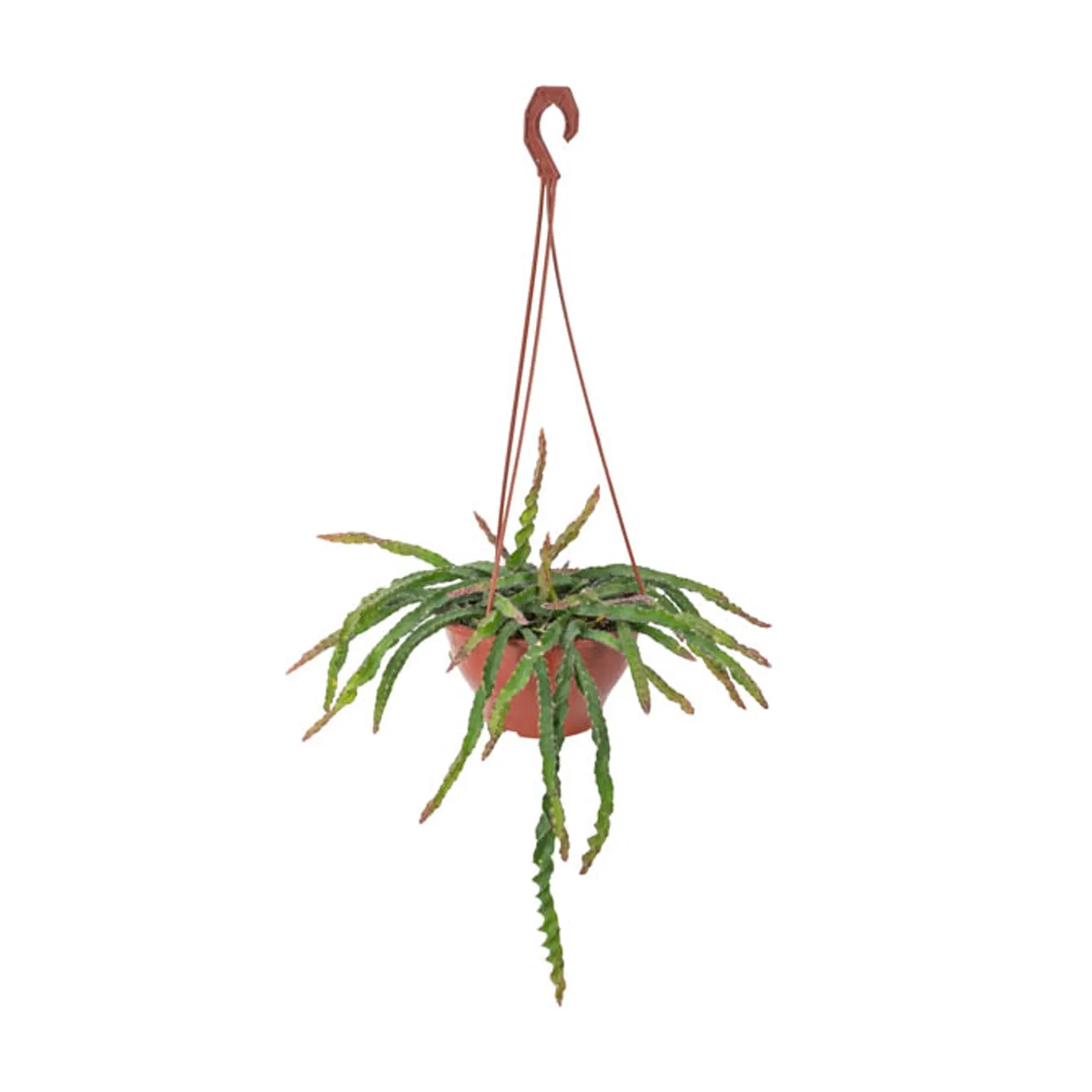 Cacto Lepismium Cruciforme Spiralis Pendente Cuia 18