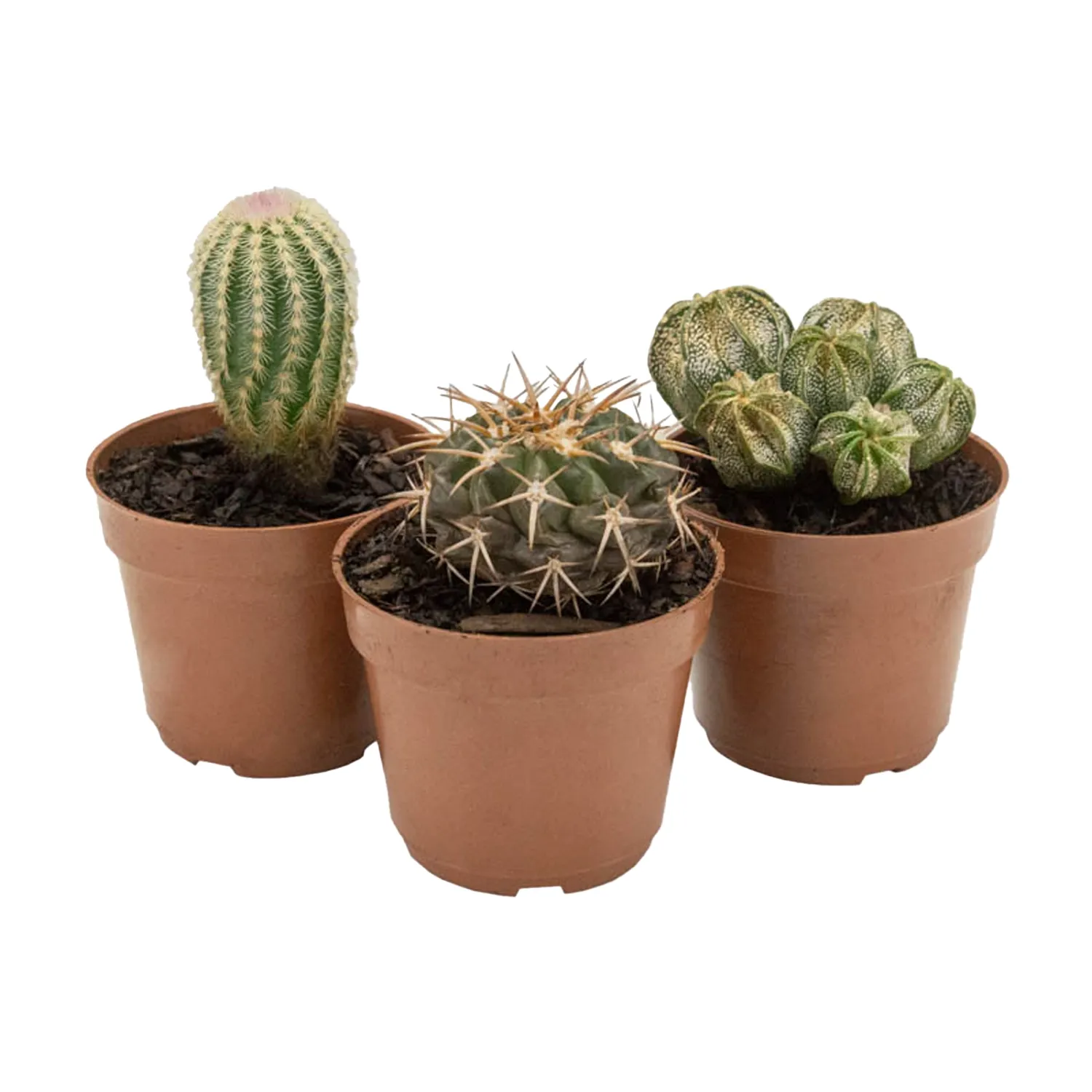 Cacto Variado Planta Natural Pote 07