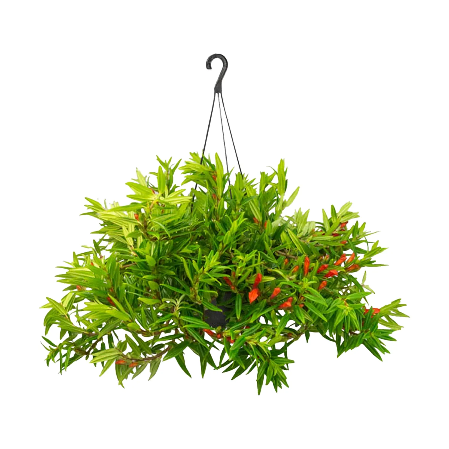 Columeia Hirta Planta Natural Cuia 21