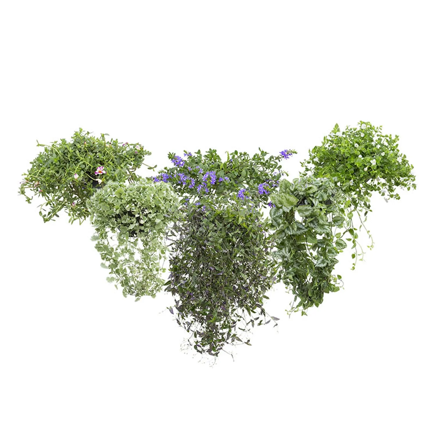 Planta Variada Pendente Meia Cuia