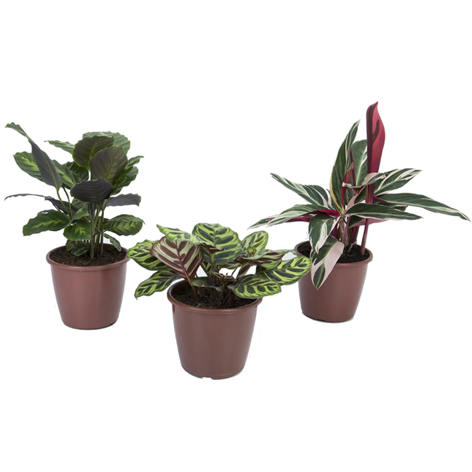 Maranta Variado Planta Natural Pote 17