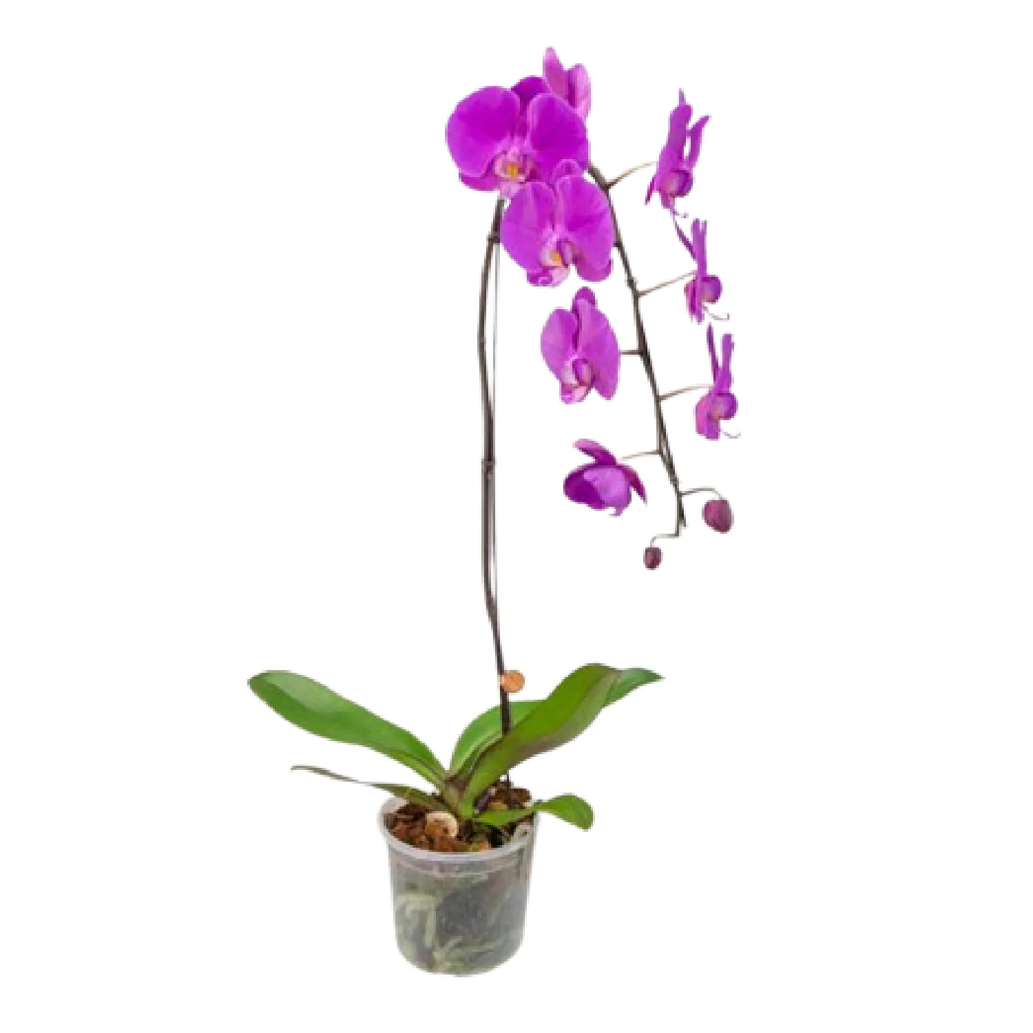 Phalaenopsis Cascata Rosa Mini 8 Flores Pote 15