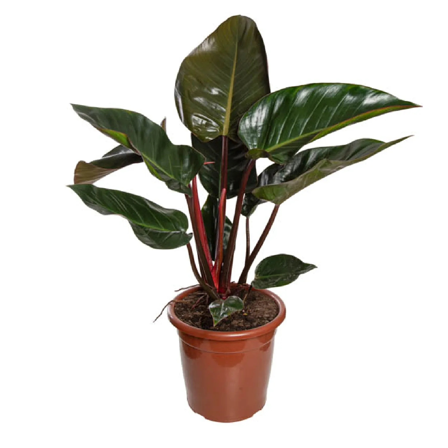 Philodendron Rubro Planta Natural Pote 30