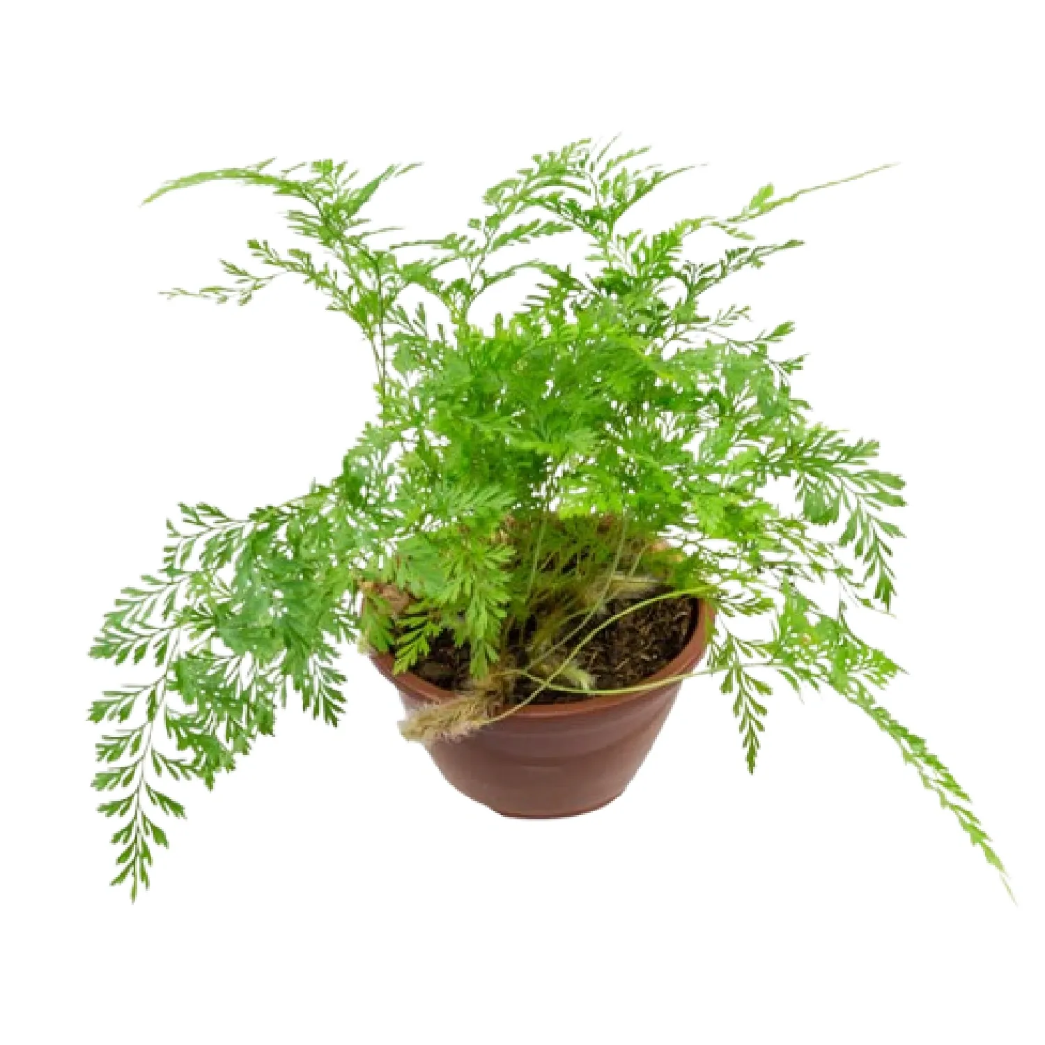 Samambaia Renda Francesa Cuia 08