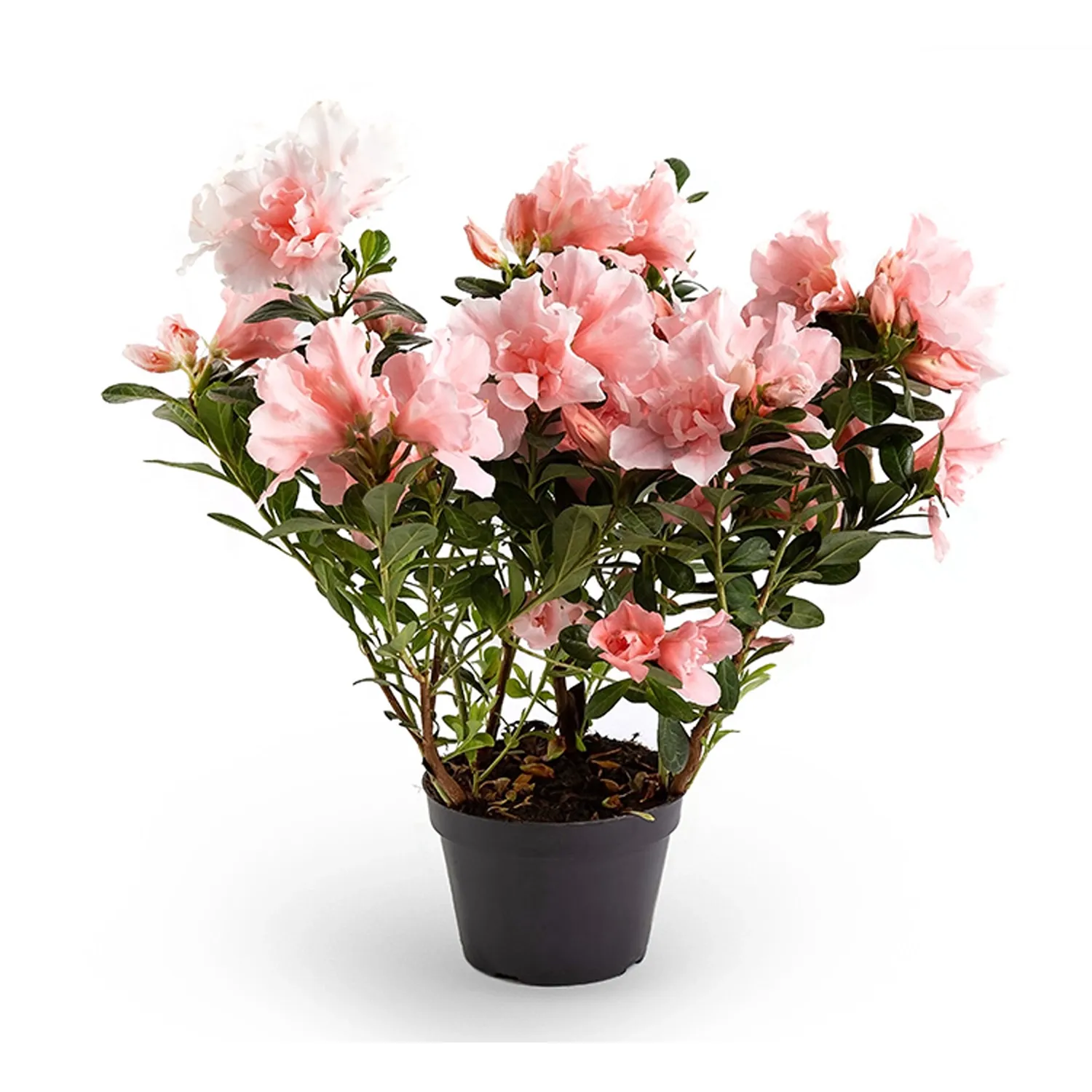 Azaleia Planta Natural Pote 14