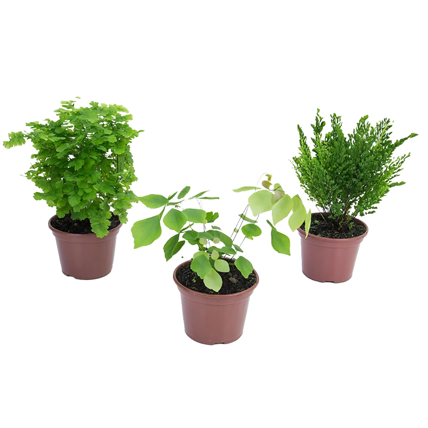 Avenca Variada Planta Natural Pote 14