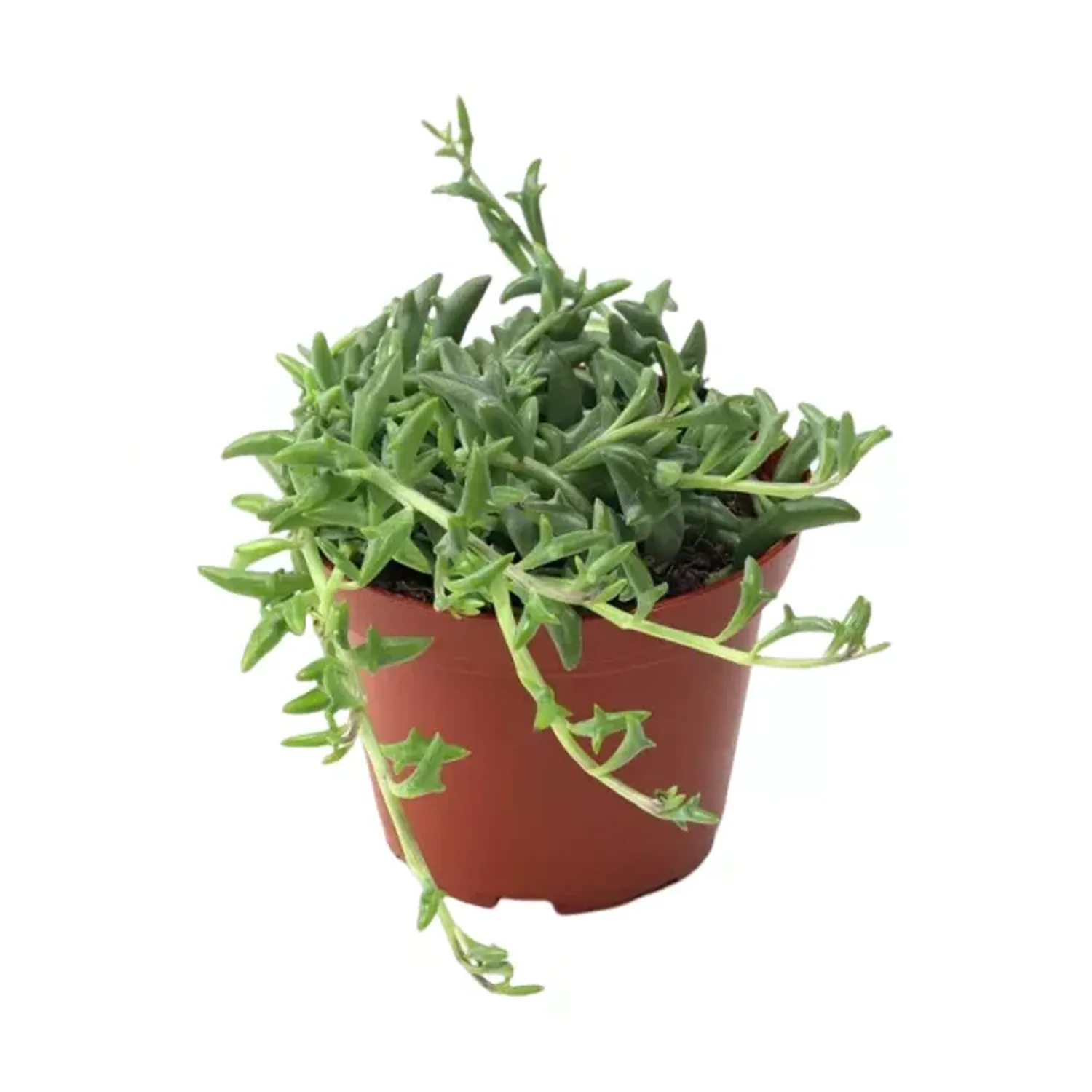 Senecio Planta Natural Pote 11